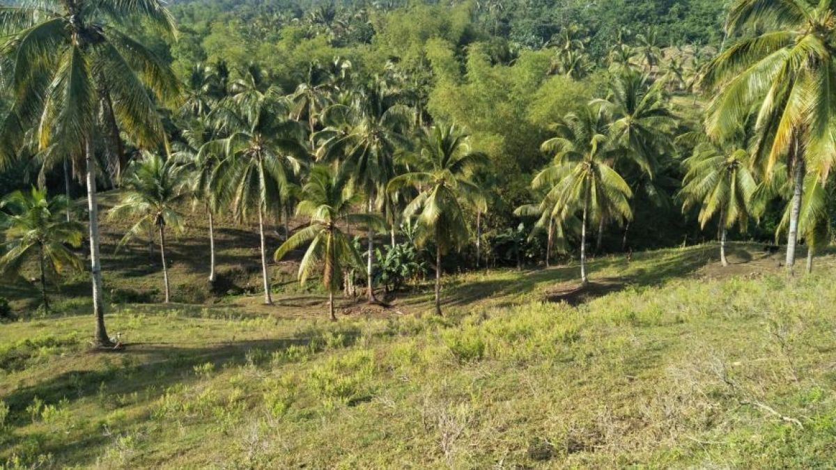 65,490 sqm Farm Lot Agricultural Land for Sale
